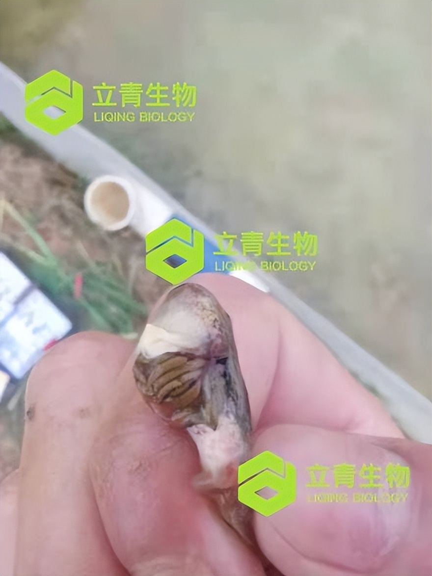 蝌蚪发生水霉病是什么原因,蝌蚪气泡病可以放纯净水里吗