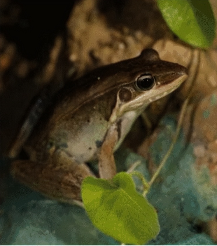 家底大揭秘！深圳究竟有多少“神奇生物”？