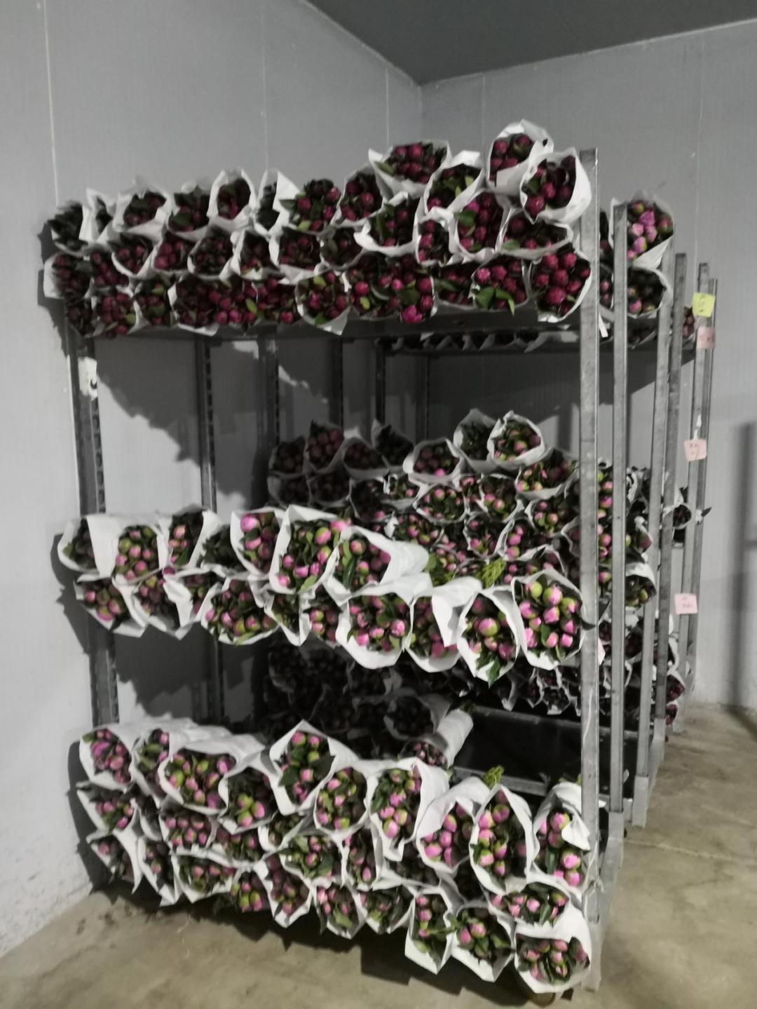 切花芍药每亩种植多少株,种植切花芍药每亩能挣多少钱