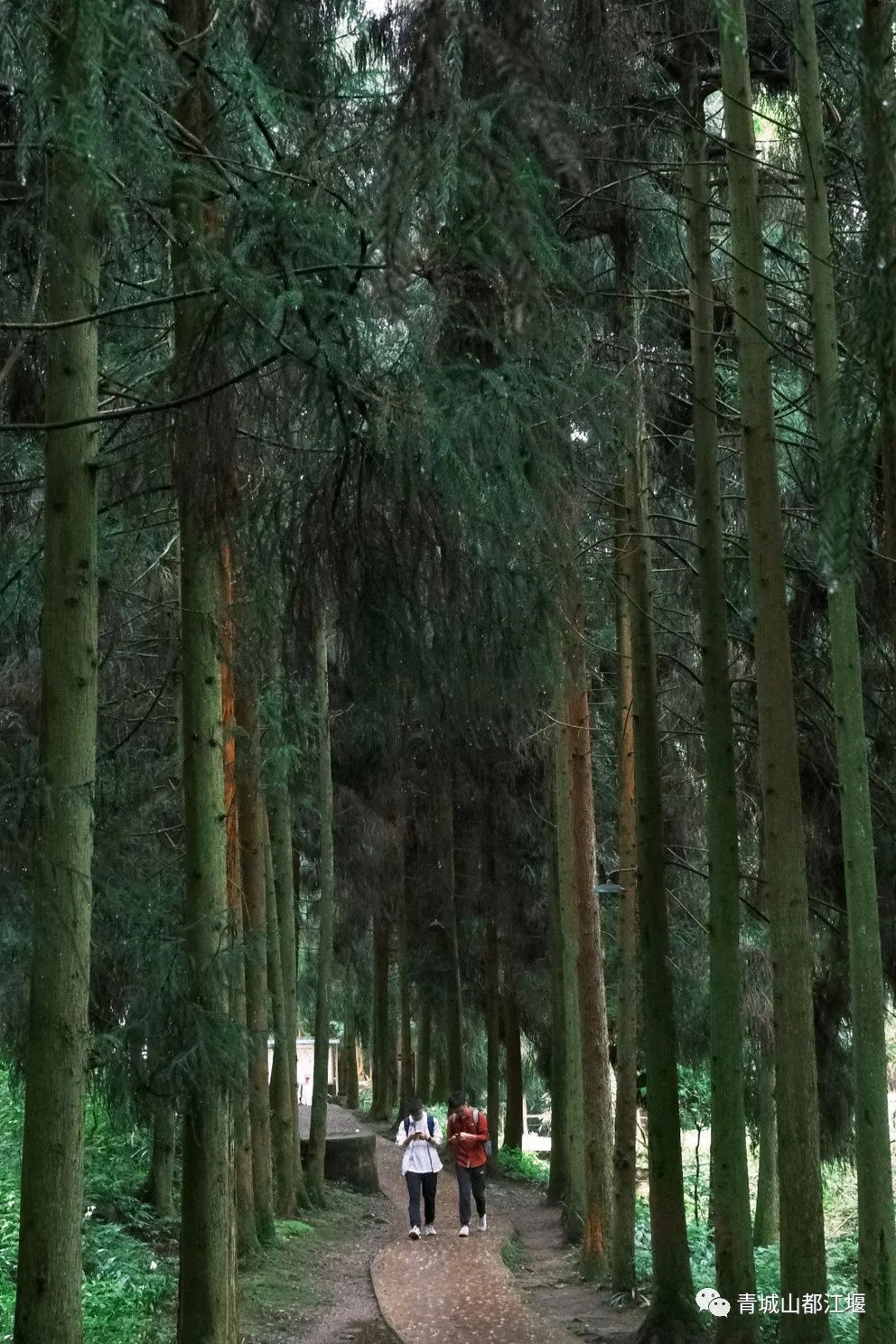 青城山森林秘境,青城山风光好去处