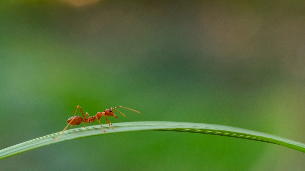红火蚁已入侵12省份是真是假,红火蚁入侵省份和地区有哪些