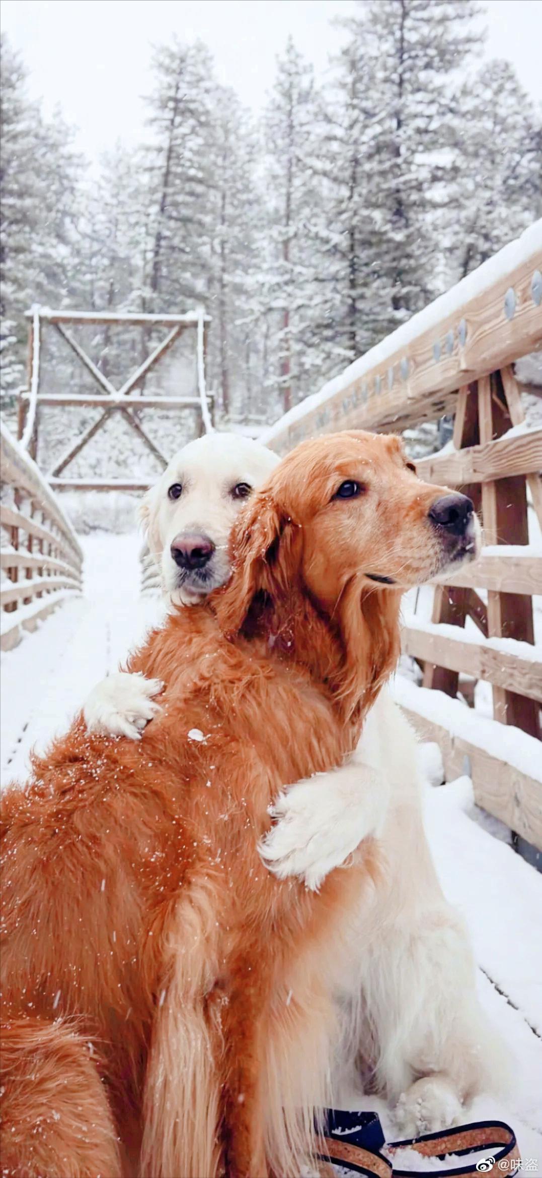 宠物发情知识，遇到家里的狗宝贝发情，你可以正确应对