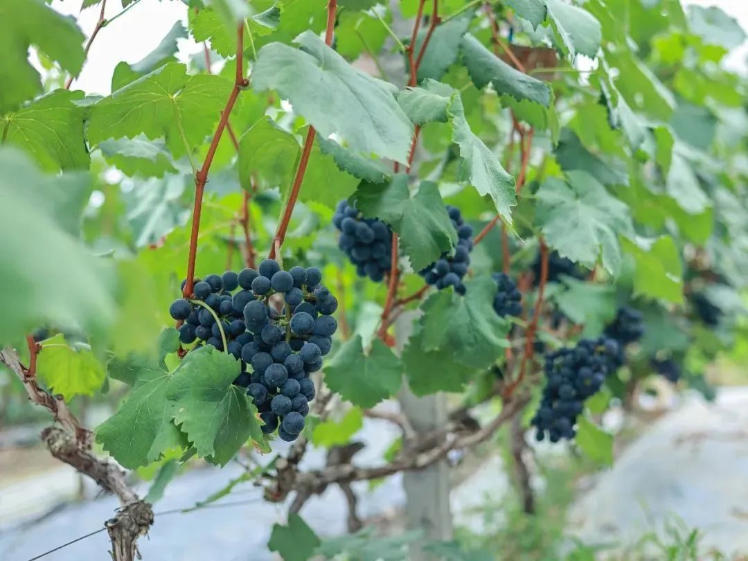 彭山康养乐活城,彭山天府乐活城