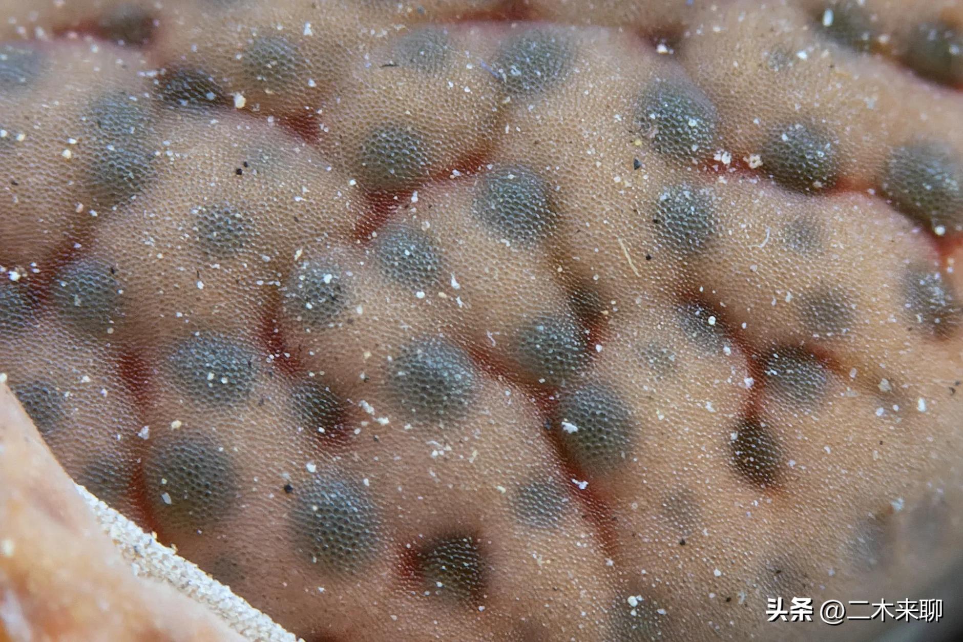 尼康1.1微距镜头评测,尼康105mm微距镜头评测视频