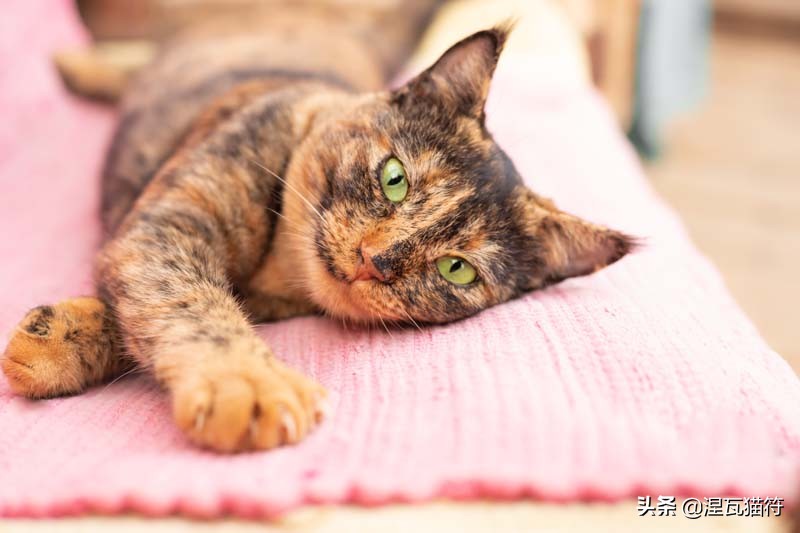 中国猫咪品种玳瑁猫,田园玳瑁猫的嘴