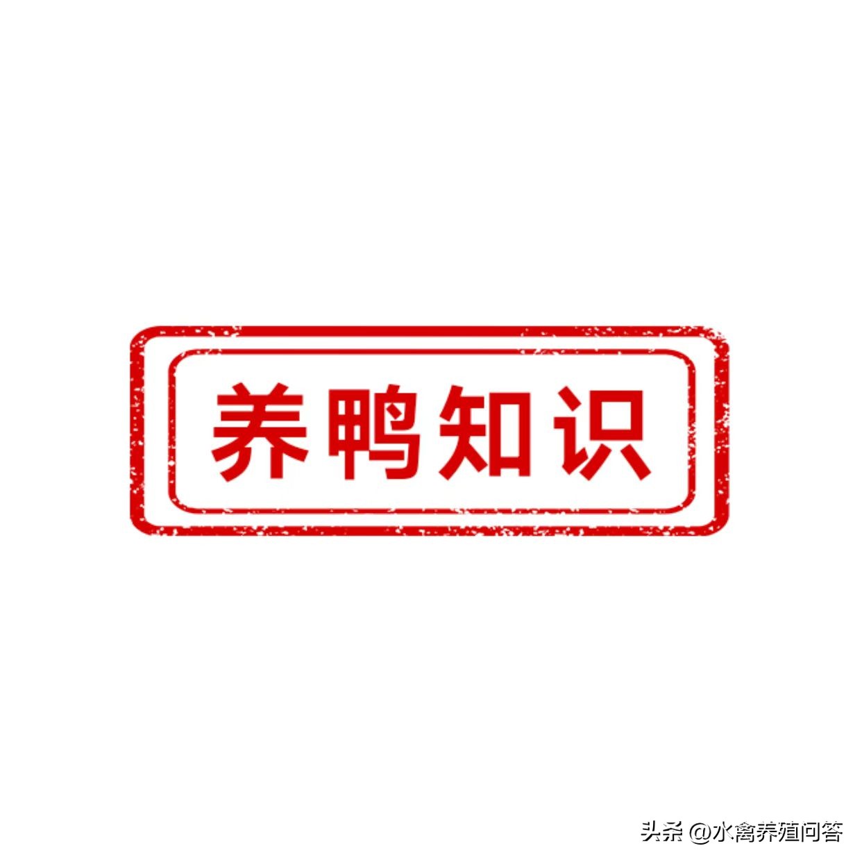 鸭苗卵黄几天可以吸收,鸭苗卵黄吸收温度多少