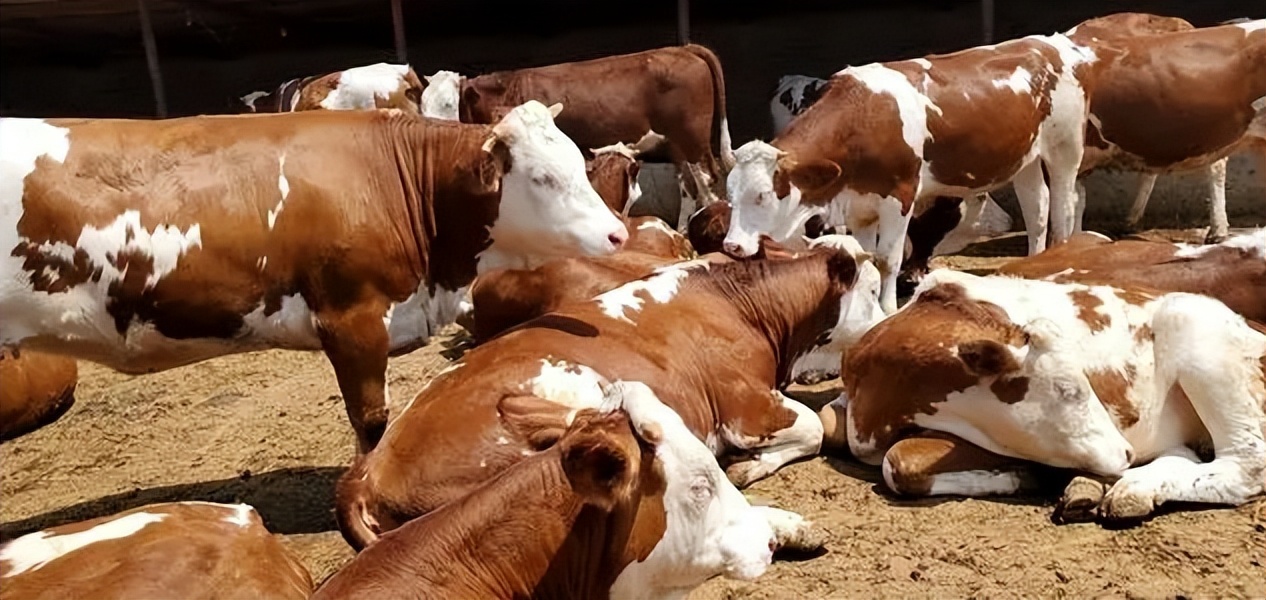 牛得了布病怎么防治,怎么判断牛得了布病最简单的方法