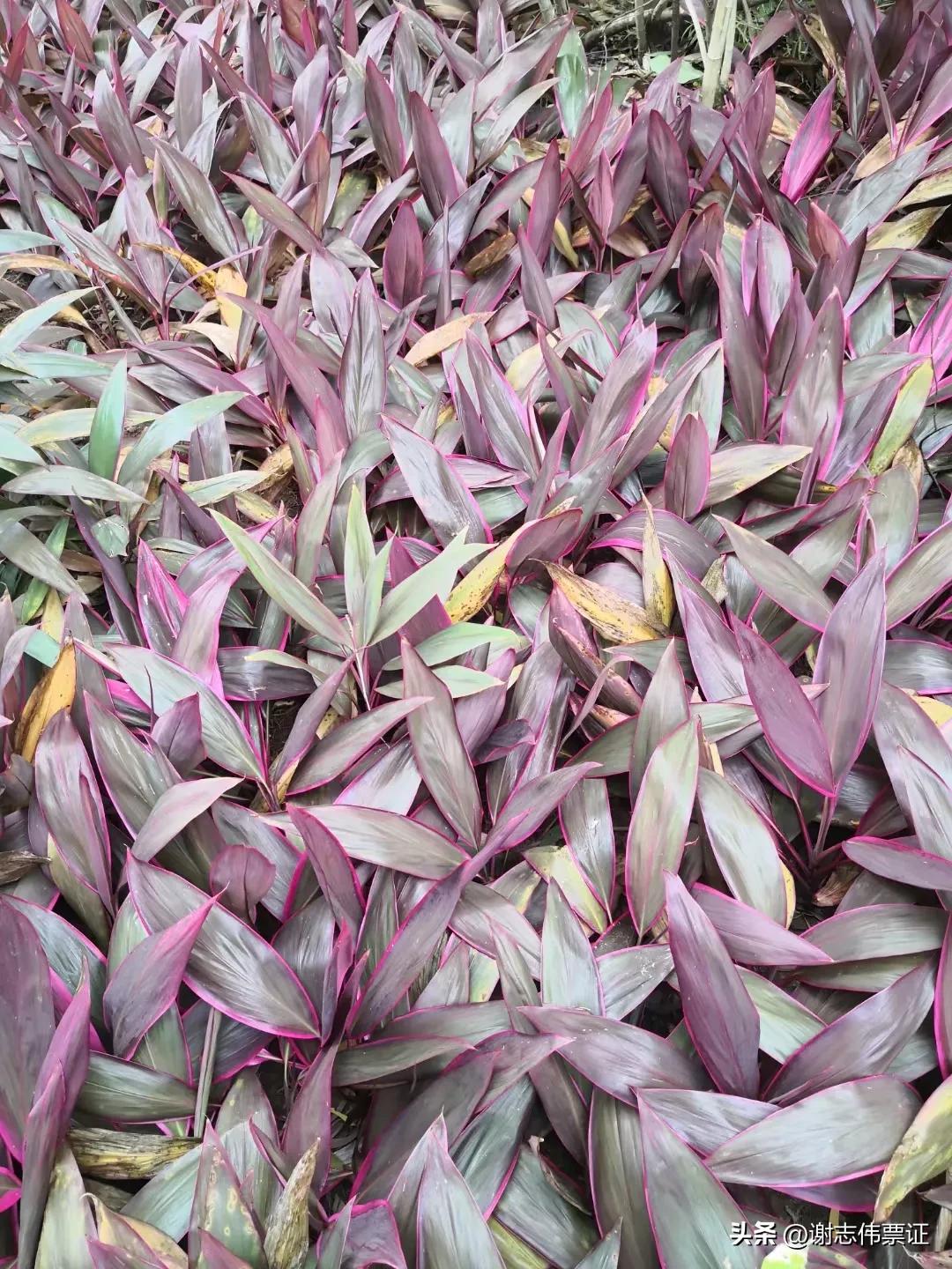 海南风情区,海南风情