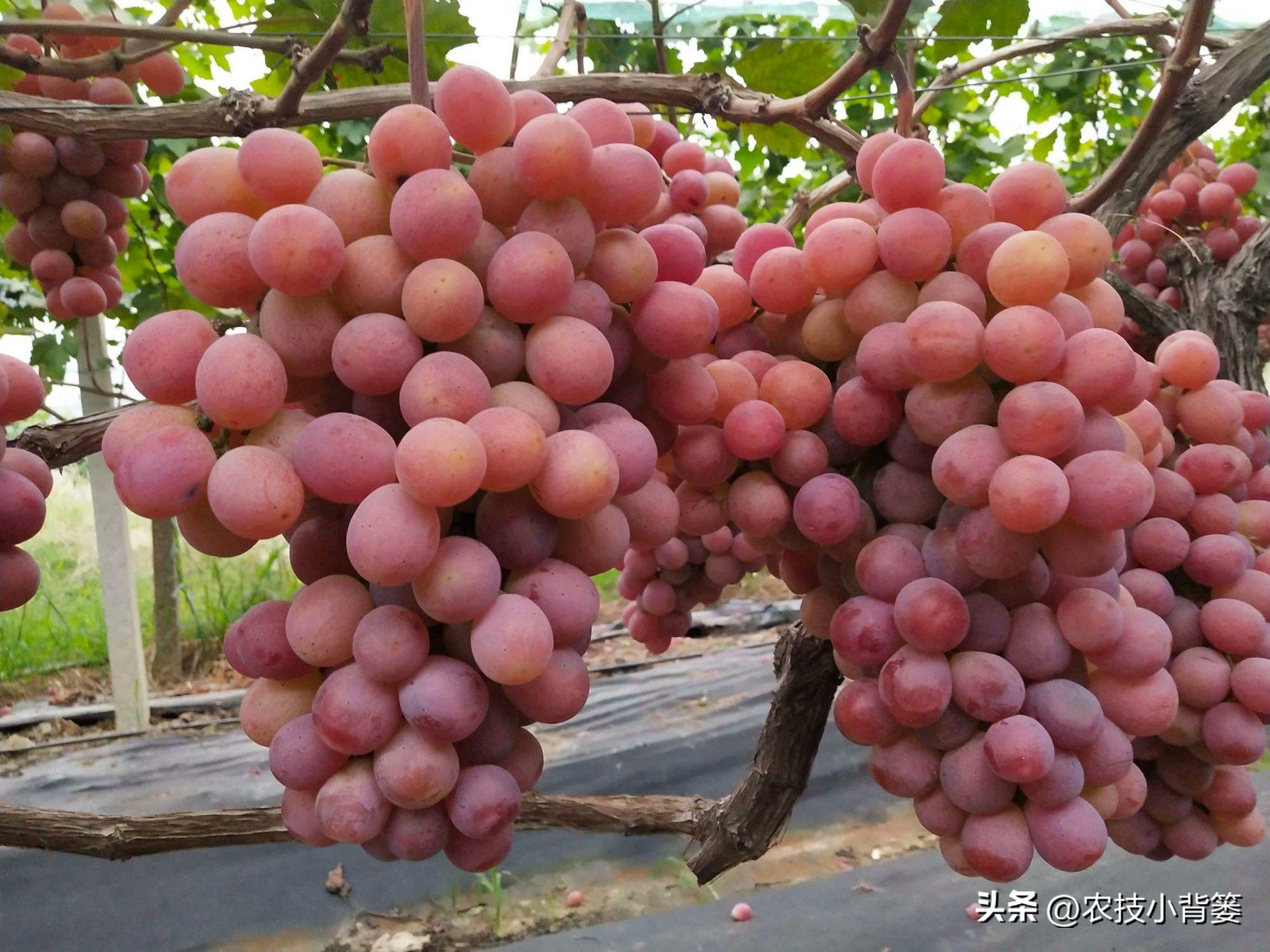 怎样解决葡萄大小不一的问题,解决葡萄发芽不整齐的问题