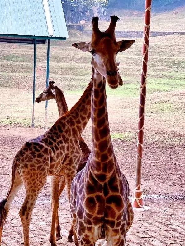 乐活乐都动物园游玩攻略,重庆动物园旅游攻略三日游