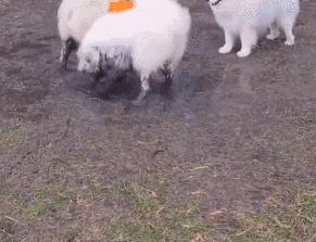 派出所警犬擦手,警犬被拿去擦手