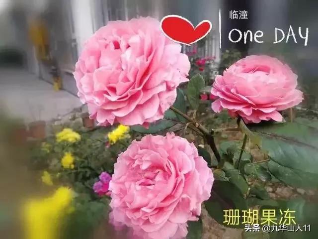 藤本月季品种列表,大红色藤本月季哪个品种好