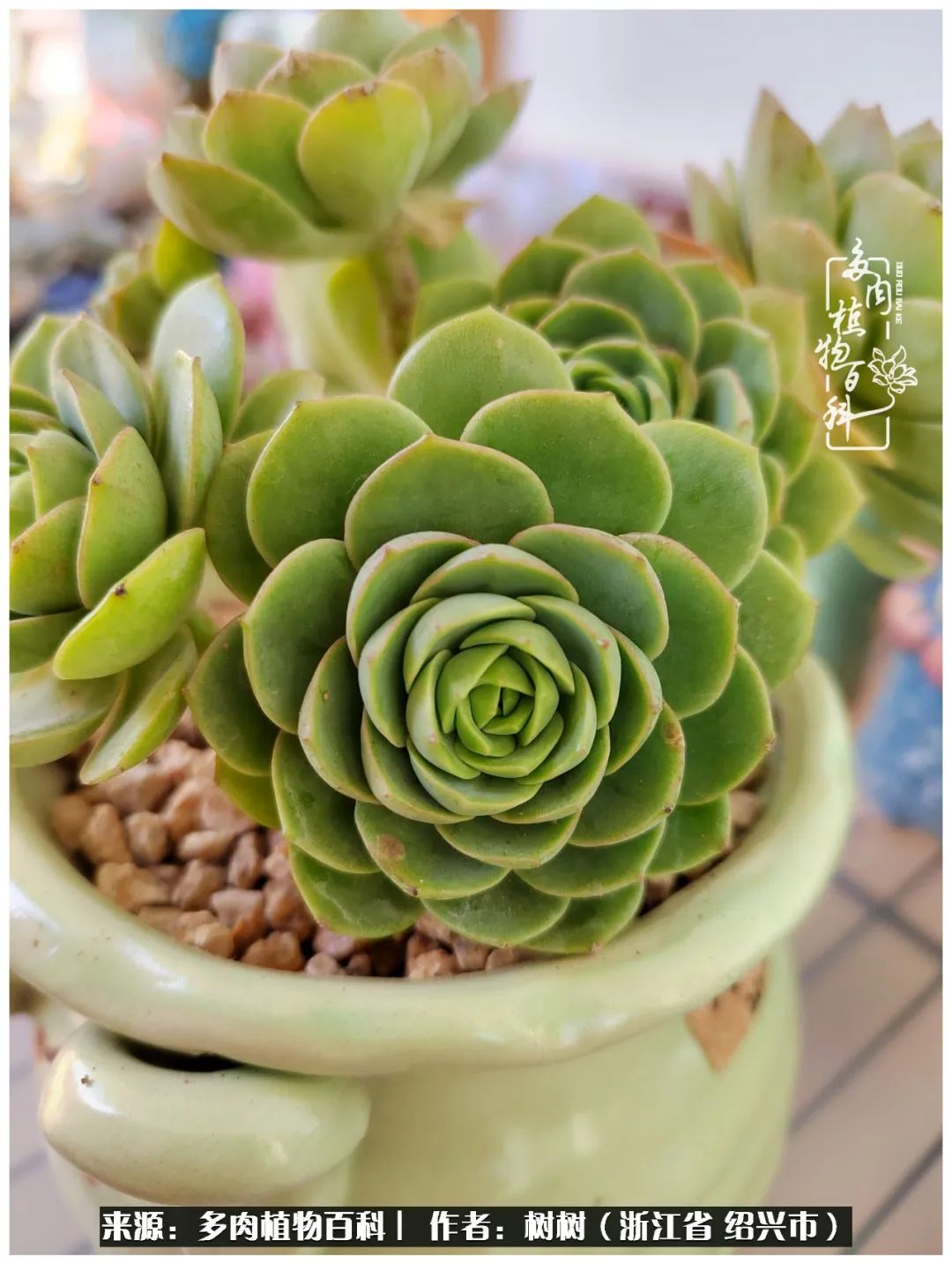 又临寒冬，暖阳下携手肉肉赏姹紫嫣红！