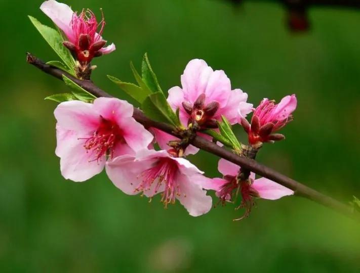 桃花七律藏头诗,七律桃花赋全文