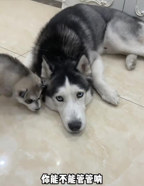 全网最听话的奥斯卡二哈,一只被主人逼疯的二哈奥斯卡