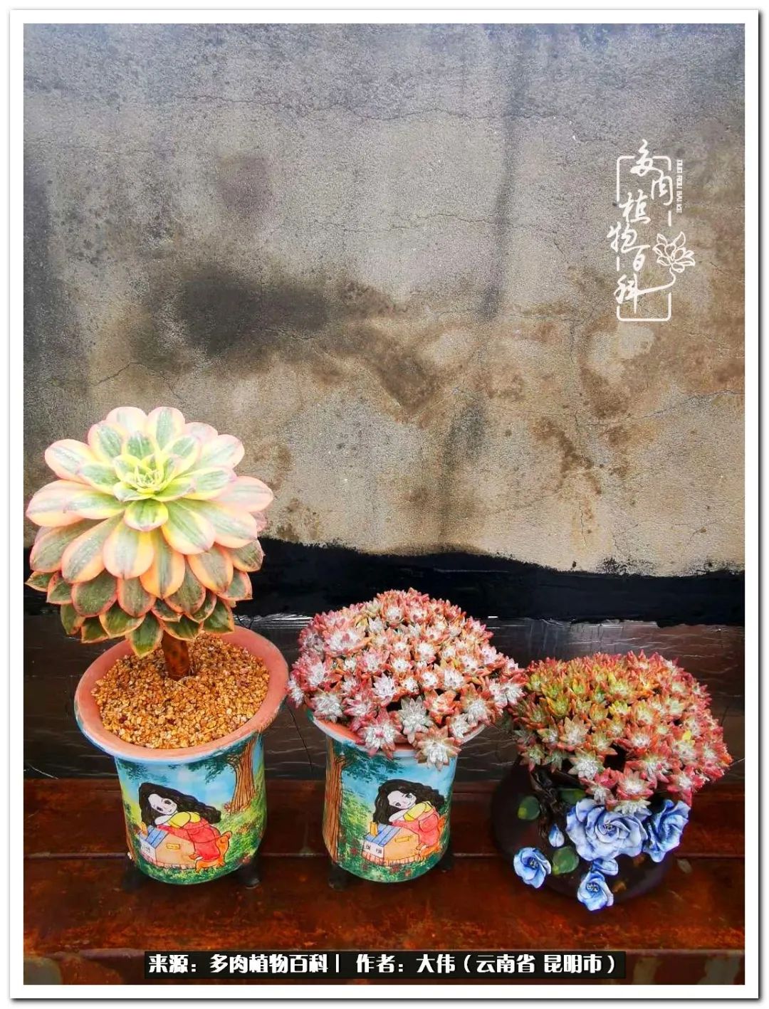 多肉的美在于姹紫嫣红,多肉年年开花