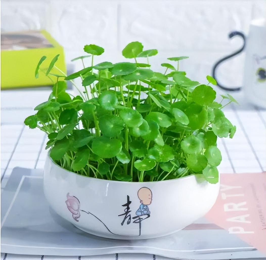 铜钱草怎么养的杆粗叶大,如何让铜钱草越长越茂盛