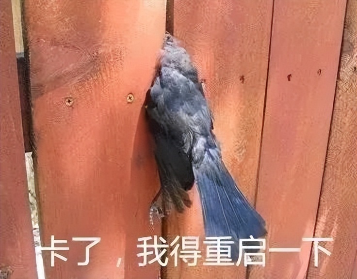 出租车司机锐评峰子招嫖