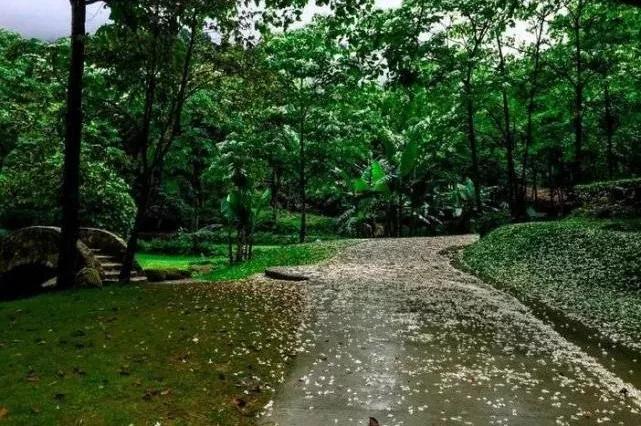 油桐：人间“五月雪”，抗日英雄今记否？