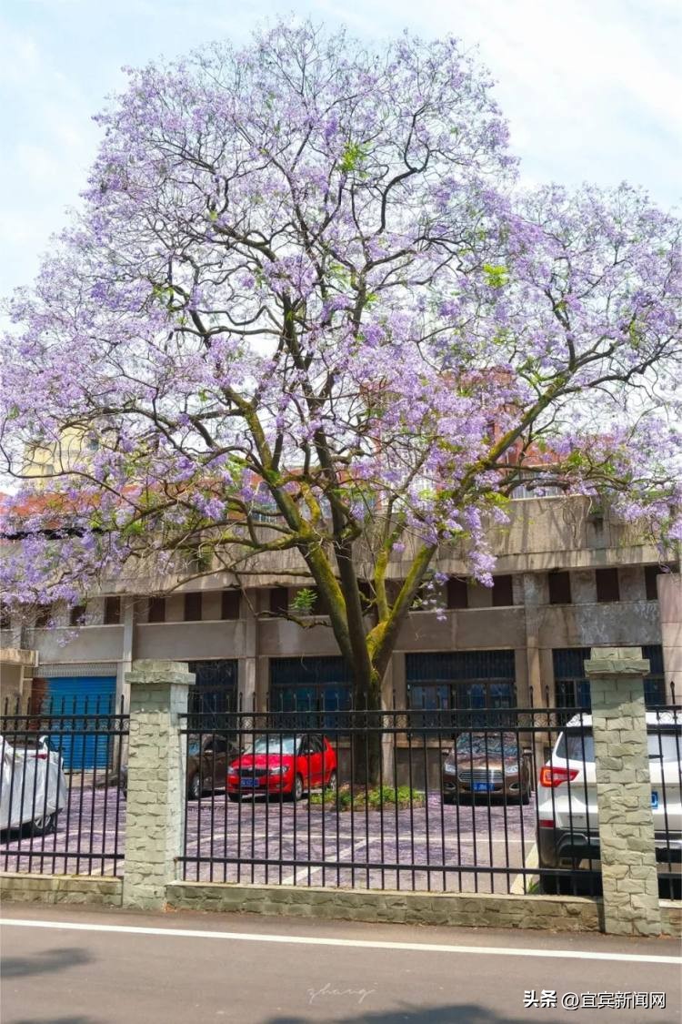 泸州蓝花楹打卡地,蓝花楹打卡点照片