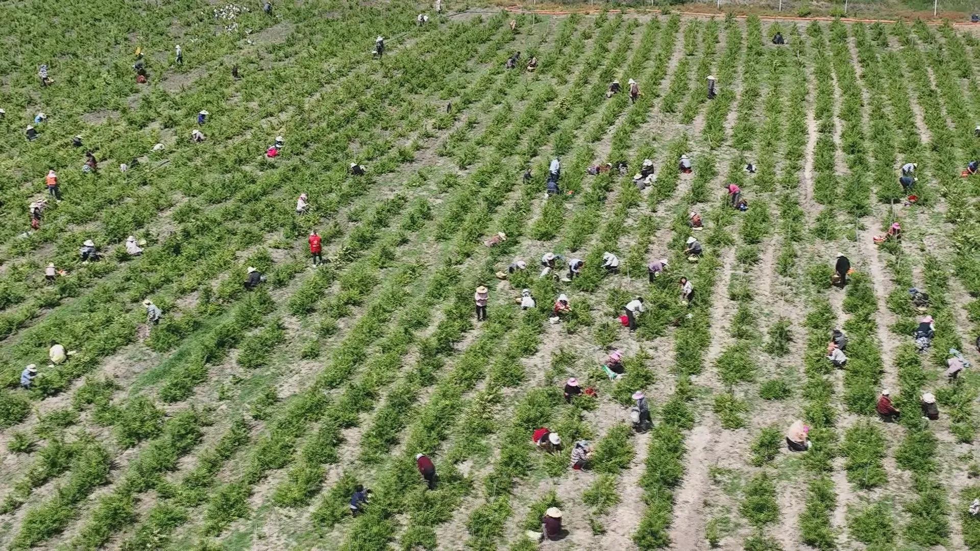 陈圩村金银花种植,金银花开成乡村振兴致富花