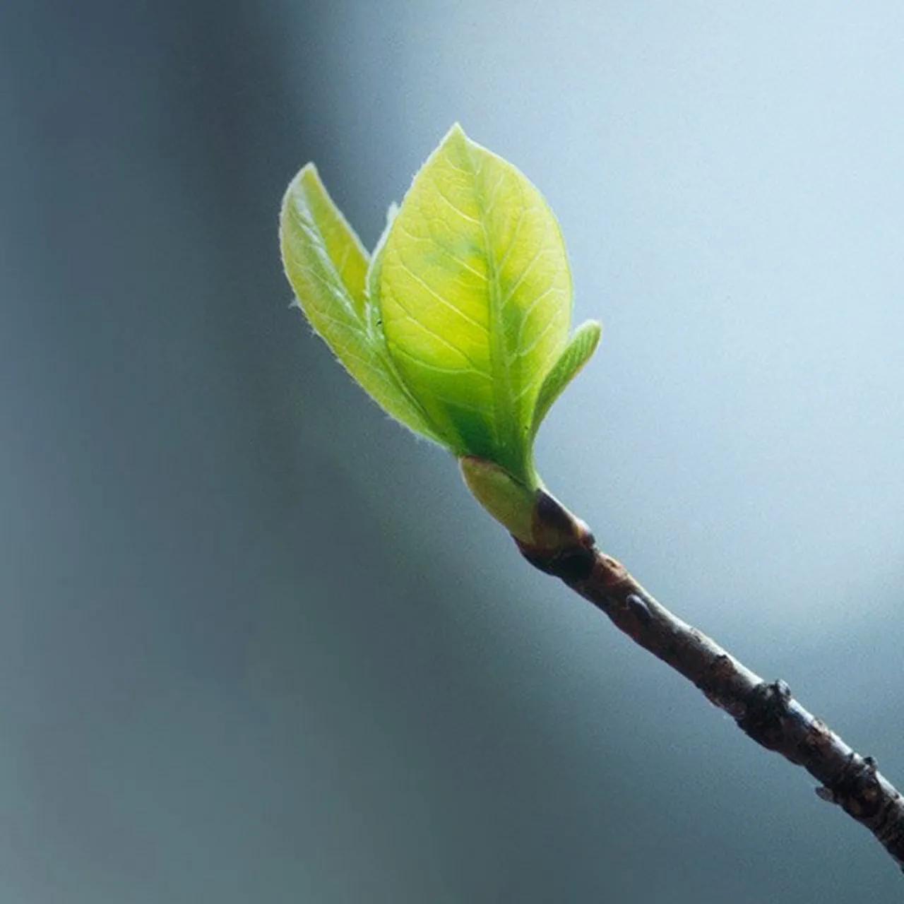春到人间草木知立春诗词,十首立春诗词