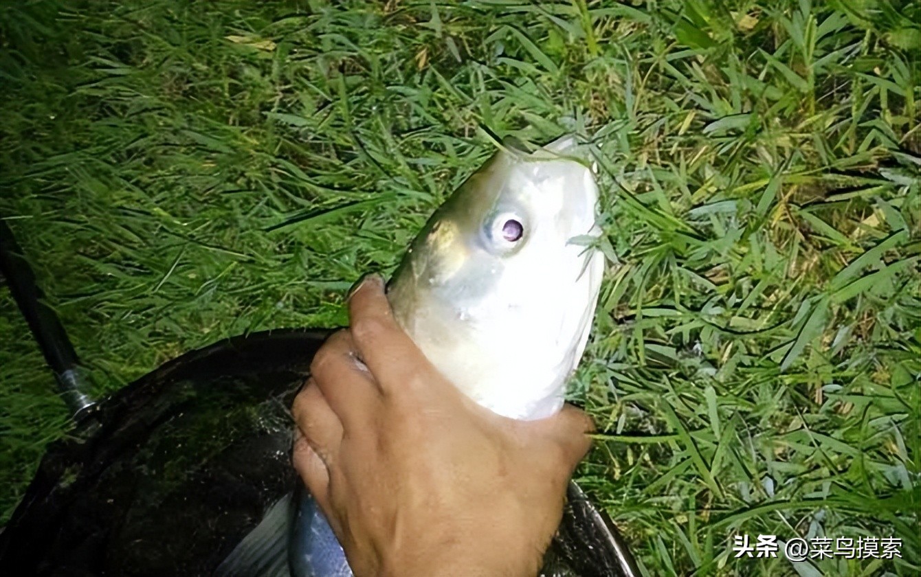 手竿钓鲢鳙的正确钓法,冬季手竿钓鲢鳙怎么钓