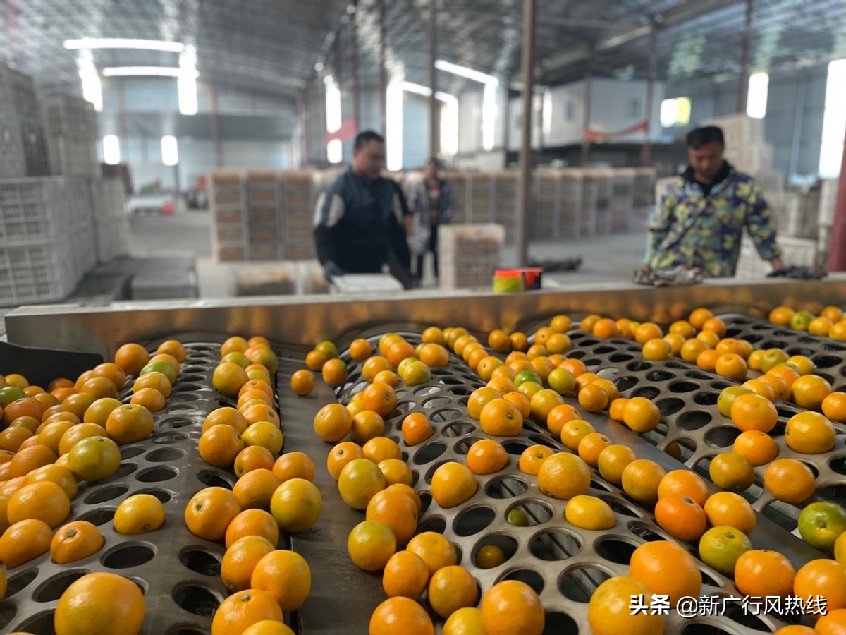 “中国冰糖橙之乡”线上成长记：麻阳冰糖橙借电商IP出圈，产业弯道超车