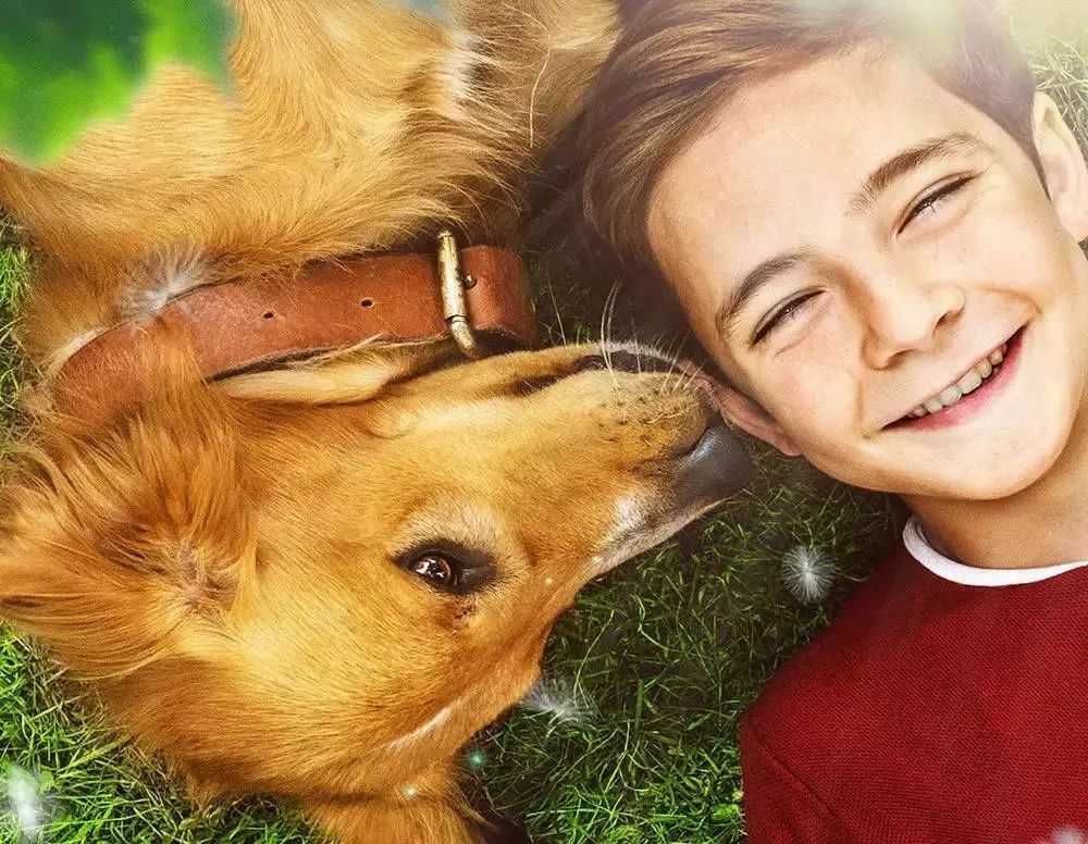 聪明的贝利，表明了动物与人之间的羁绊，表明动物也是有生命的