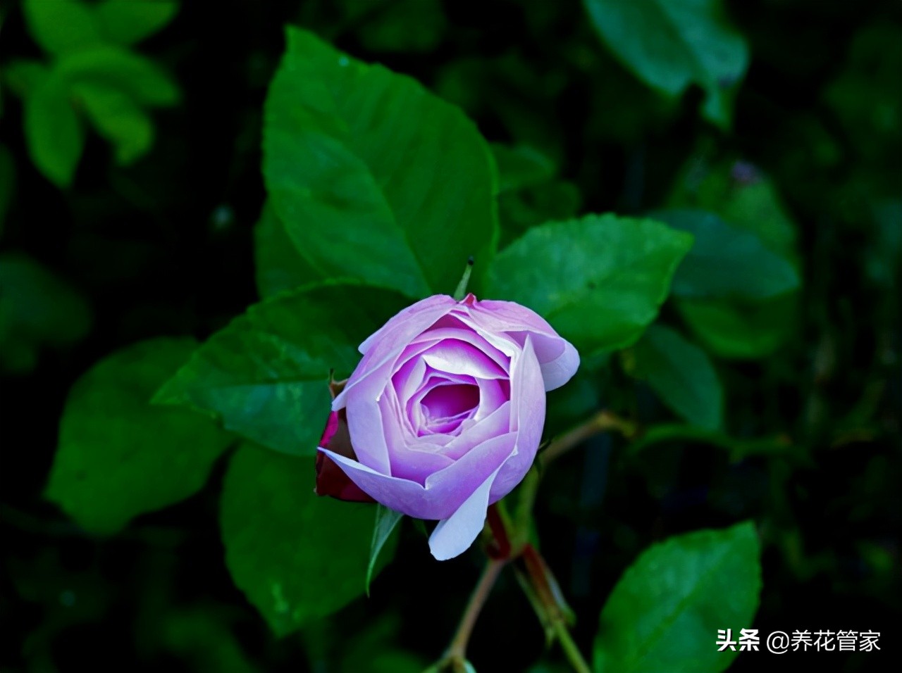 哪种紫色的月季最好看,蓝紫色的月季有哪些