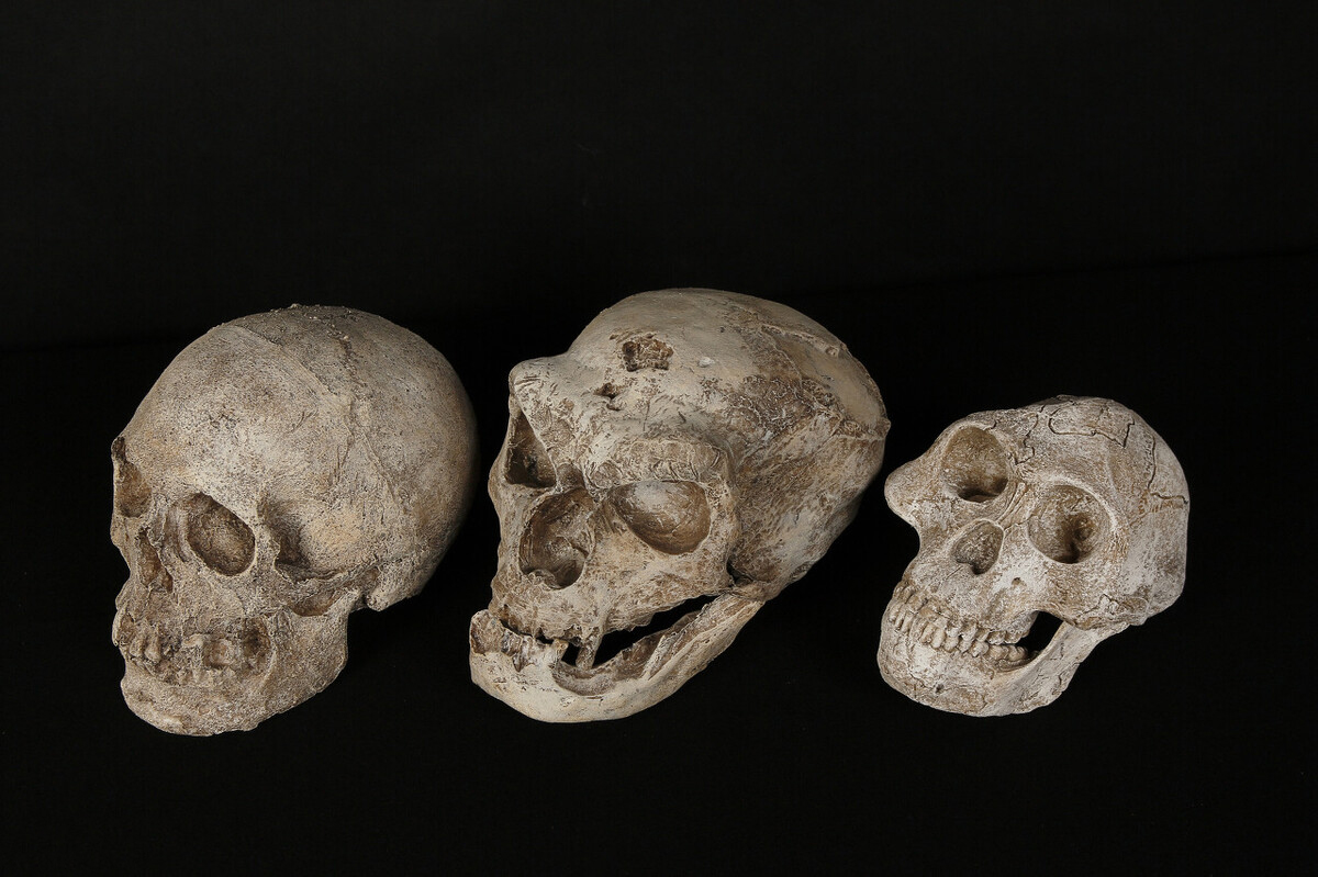 人类的稀有基因有哪些特点,人类隐藏了最稀少的基因