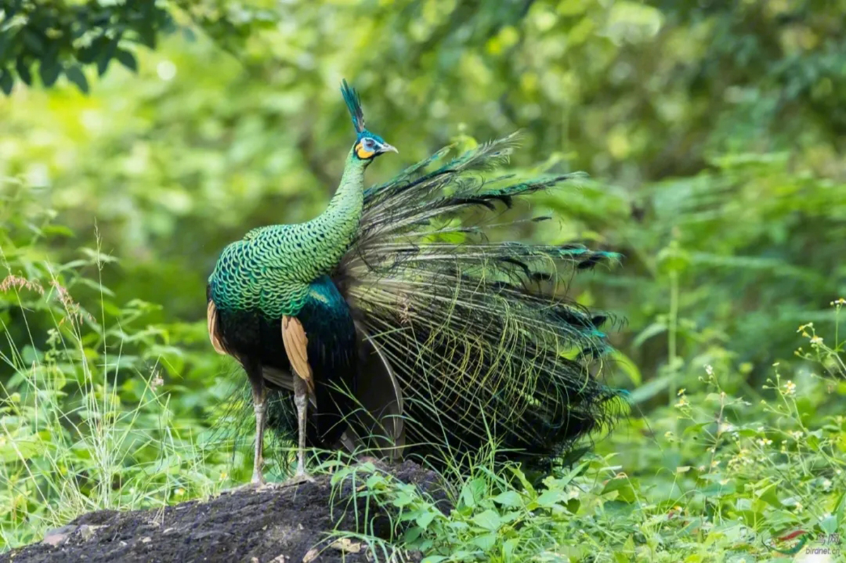 为什么蓝孔雀比绿孔雀多,蓝孔雀为什么受人爱