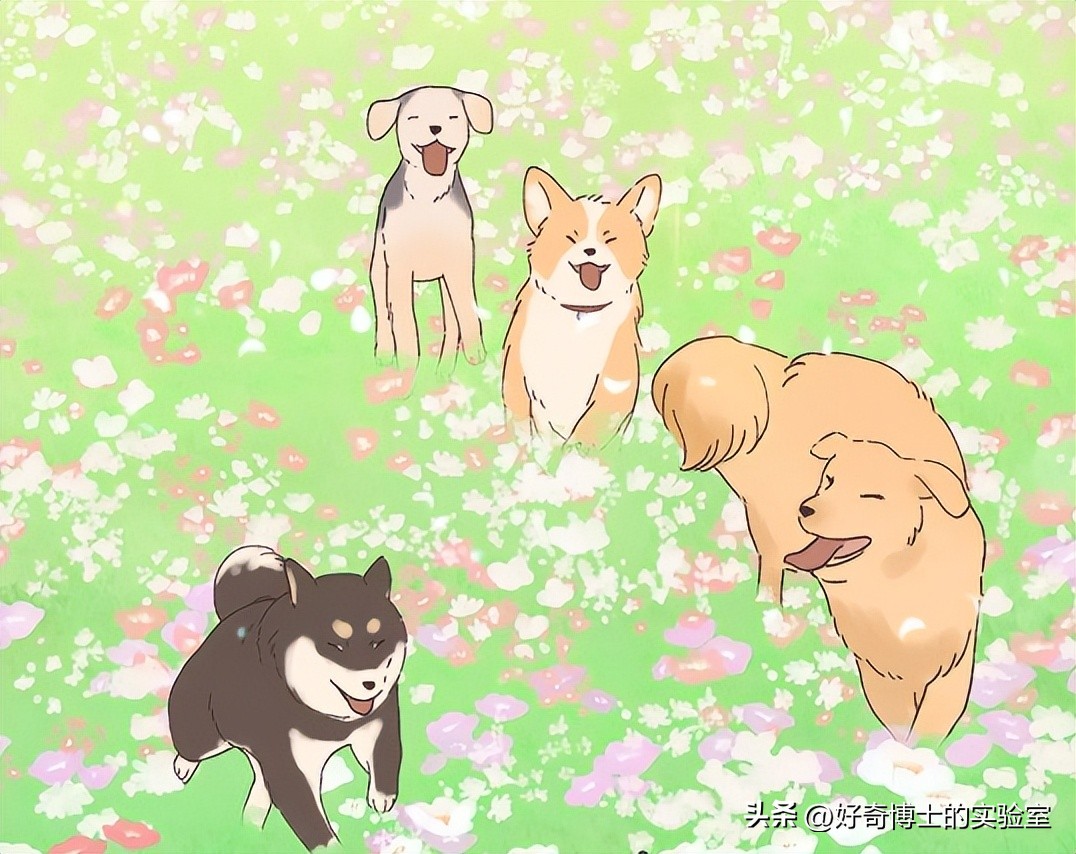 狗朝着没人的地方狂吠，是看到了什么「不干净」的东西吗？