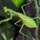 螳螂吃掉自己丈夫的头,螳螂为什么吃掉配偶螳螂吃蛇