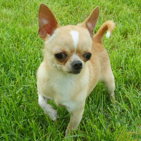 小型犬磨牙玩具,俄罗斯玩具犬多少钱