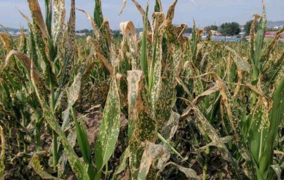 玉米药害了怎么办？做好应急补救措施，减少玉米药害现象