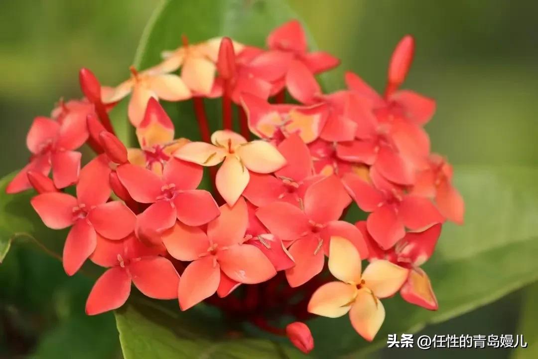 “正是红稀绿暗时，花如圆玉莹无疵”青岛嫚镜头下花花草草之绣球