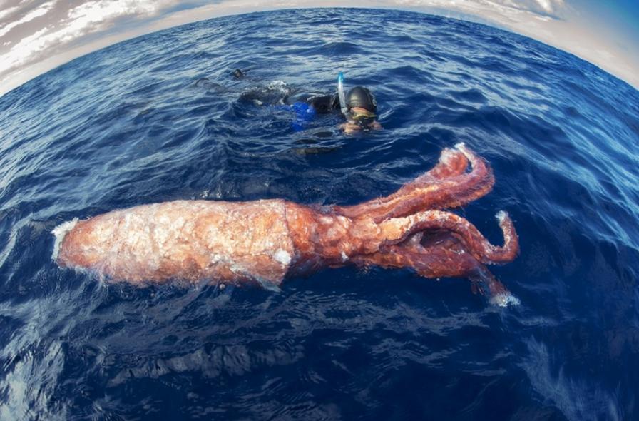 深海发现生物人类重新思考,科普深海8000米的神秘生物