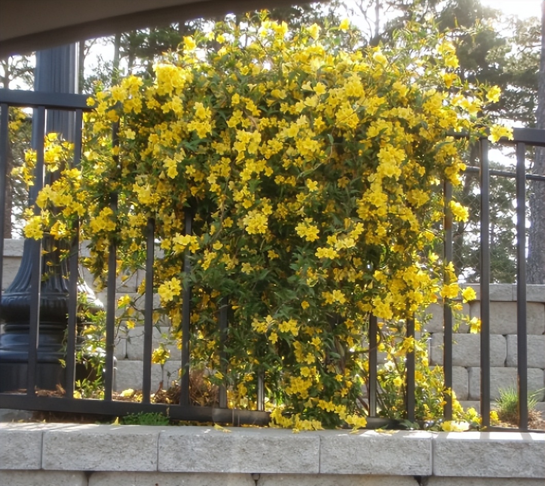 什么花做花墙最好种植,打造花园阳台推荐养什么花