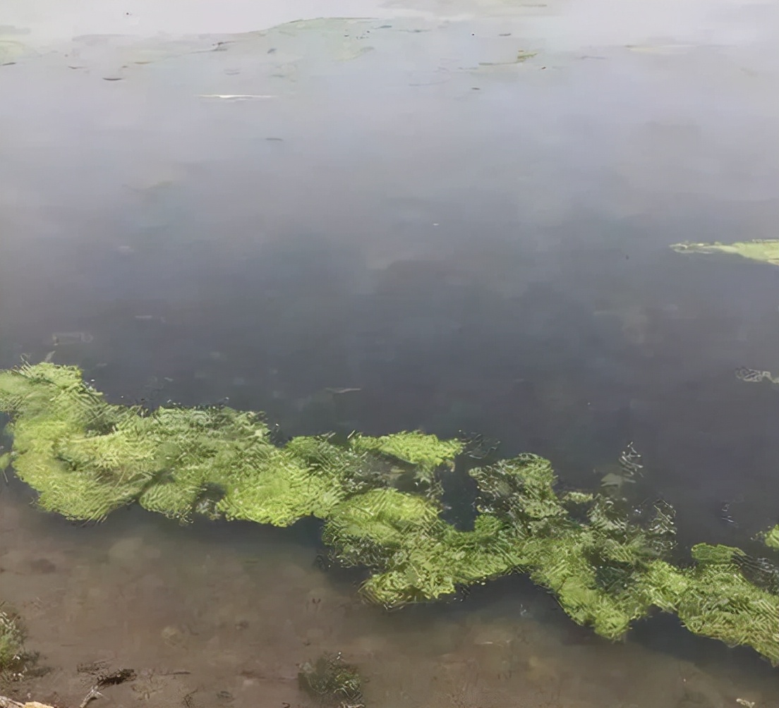 如何去除池塘青苔,池塘青苔怎么清除