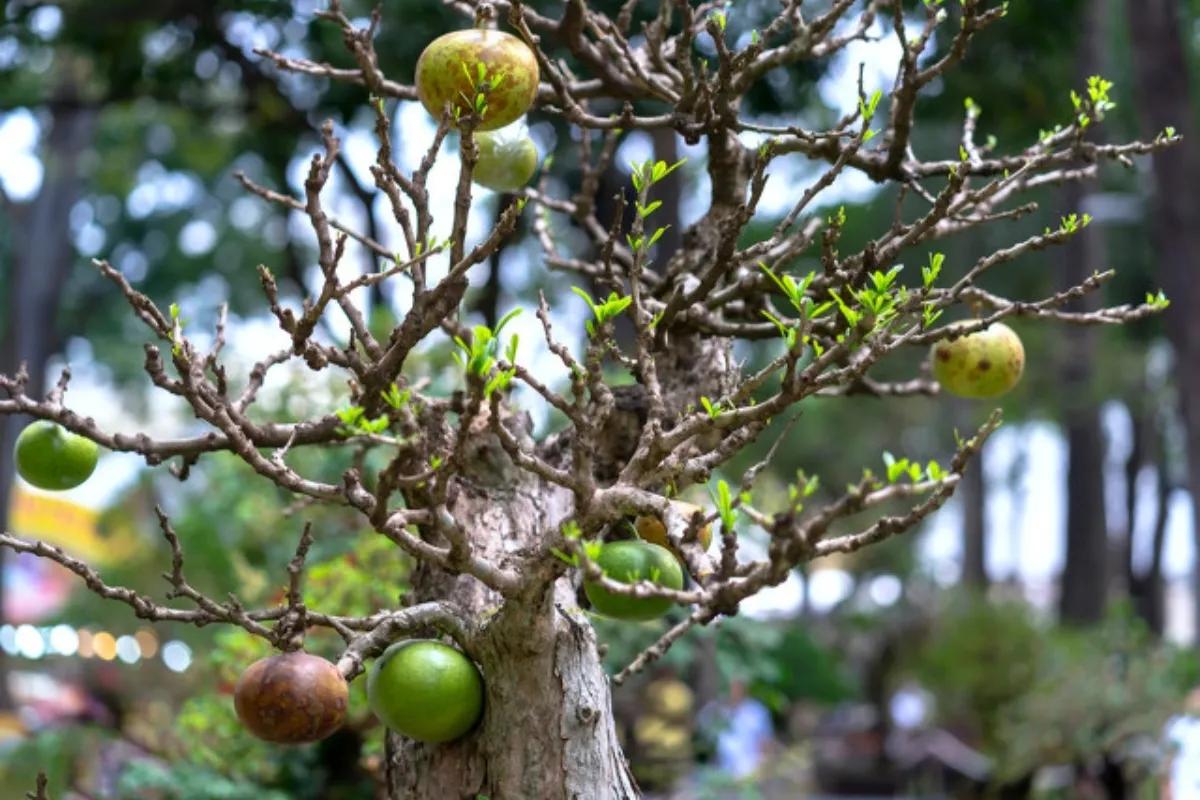 庭院内种三棵树好吗,家门前适合种的三棵树