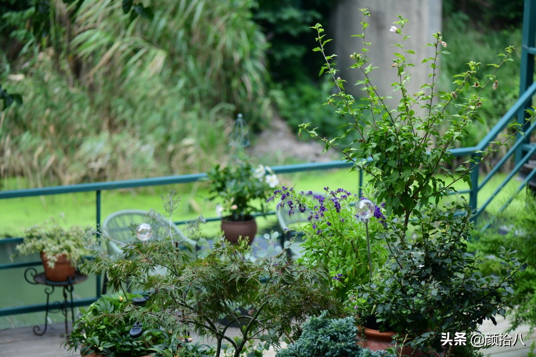 看到你的花园那么惨，我就安心了|园丁