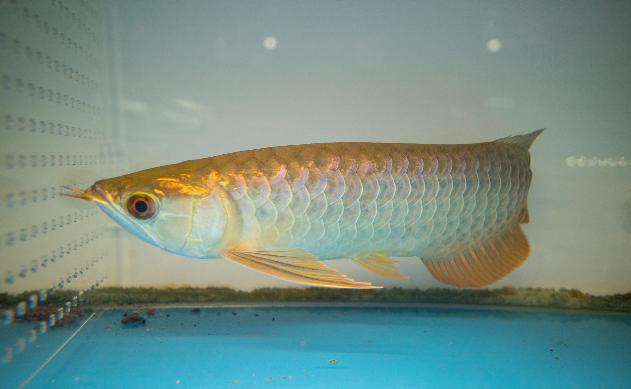 龙鱼有疾病用什么药,龙鱼有伤会不会容易感染