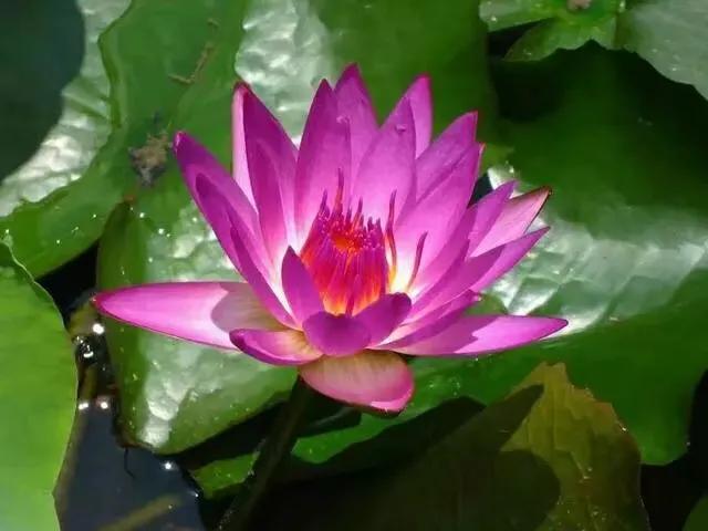 睡莲在哪里买比较好,网上买的睡莲质量如何