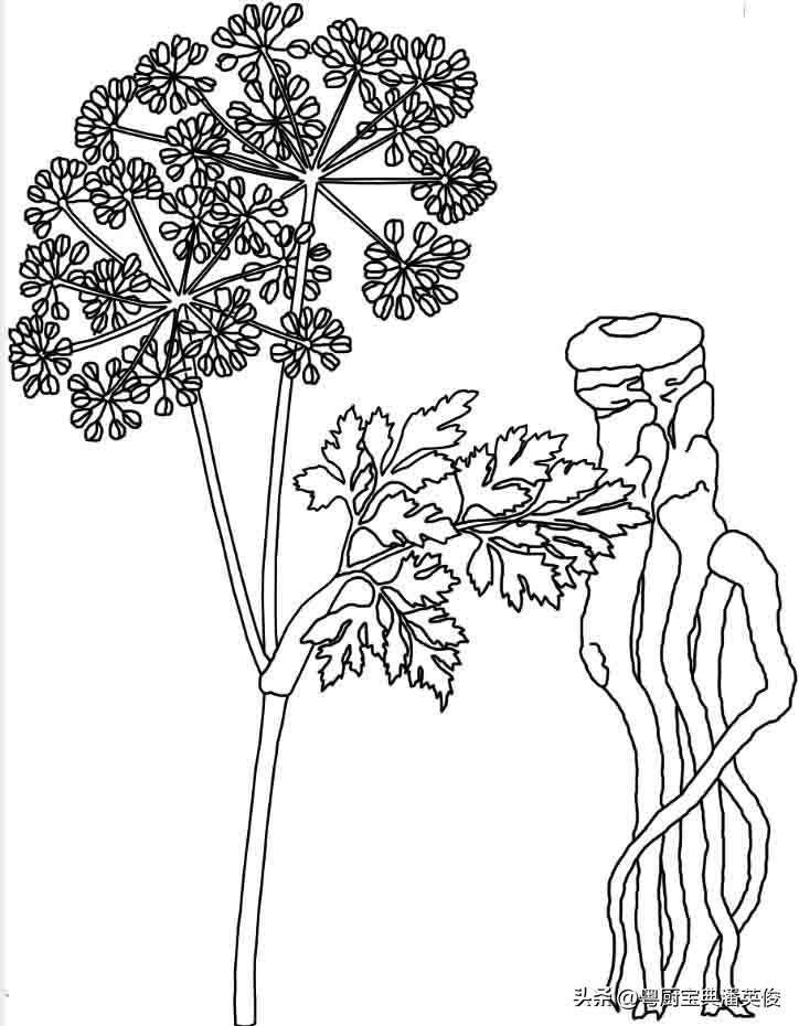 如何挑选好当归香料,怎么理解当归作为食品香料