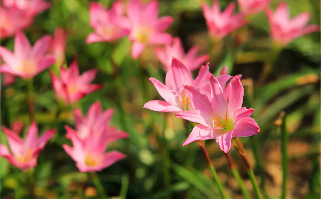 公园路边植物图片,路边的小植物有哪些