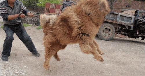 藏獒在猛犬界的地位,曾经火爆的藏獒