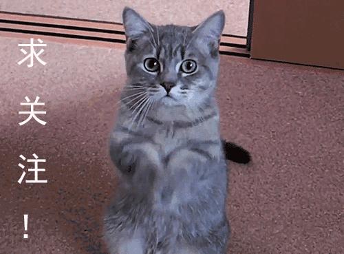 金毛拉布拉多柯基哪个适合新手养,老人适合养金毛还是拉布拉多