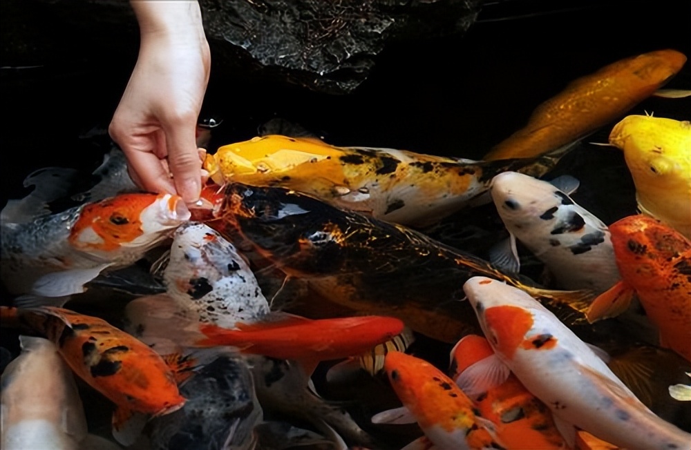 新手养锦鲤常见八大问题,锦鲤为什么不容易养