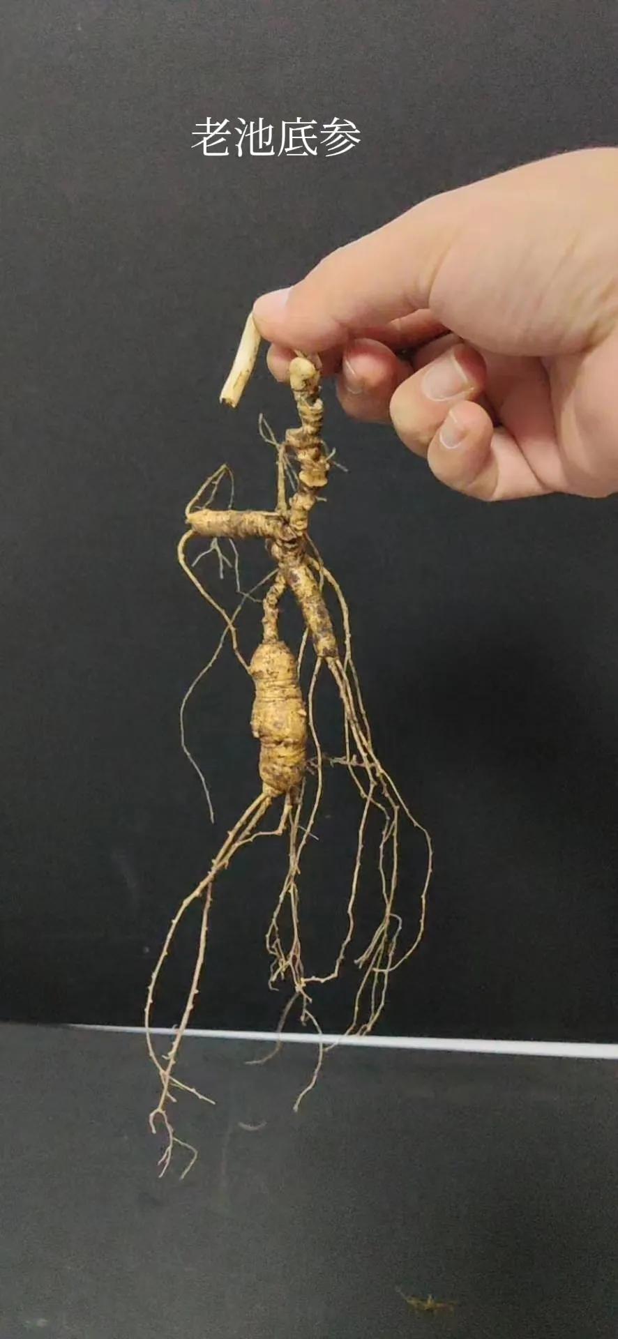 长白山的人参怎么分别,长白山人参和别的人参的区别